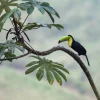 Best Exotische vogel op een tak fotobehang Tienerkamer | Bloemen