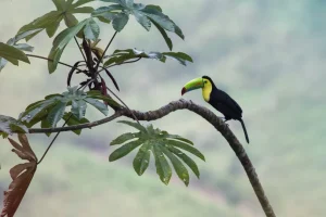 Best Exotische vogel op een tak fotobehang Tienerkamer | Bloemen
