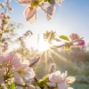 Hot Felle Zon achter Bloesem takjes fotobehang Bloemen