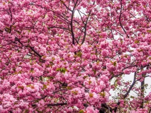 Online Felroze Bloesem fotobehang Bloemen