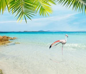 New Flamingo op Tropisch Strand fotobehang Dieren