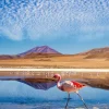 Online Flamingo's bij een meer fotobehang Dieren