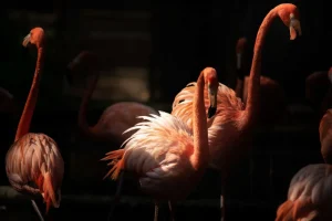 Fashion Flamingo's met een donkere achtergrond fotobehang Tienerkamer | Dieren