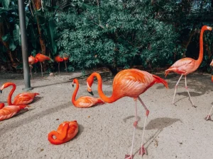 Outlet Flamingo's op een Caribisch eiland fotobehang Tienerkamer | Dieren