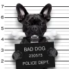 Fashion Franse Bulldog in de gevangenis fotobehang Kinderkamer | Dieren