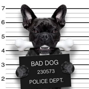 Fashion Franse Bulldog in de gevangenis fotobehang Kinderkamer | Dieren