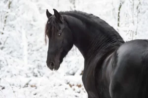 Outlet Fries Paard in de sneeuw fotobehang Kinderkamer | Dieren