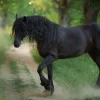 New Fries Paard op een Zandweg fotobehang Dieren