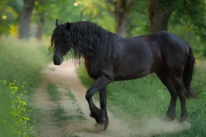 New Fries Paard op een Zandweg fotobehang Dieren