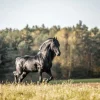 Hot Fries Paard op het gras omringd door bomen fotobehang Dieren