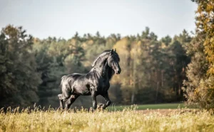 Hot Fries Paard op het gras omringd door bomen fotobehang Dieren
