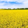 Outlet Gele koolzaadvelden fotobehang Bloemen
