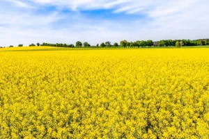 Outlet Gele koolzaadvelden fotobehang Bloemen