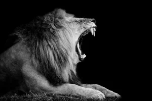 Online Gevaarlijke Leeuw op Zwarte Achtergrond fotobehang Dieren
