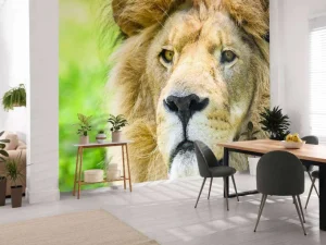 Online Gezicht van een Mooie Leeuw fotobehang Dieren