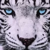 Best Gezicht van een Witte Tijger fotobehang Woonkamer | Dieren