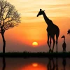 Hot Giraffe achtergrond met zonsondergang fotobehang Dieren