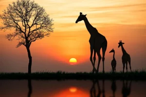 Hot Giraffe achtergrond met zonsondergang fotobehang Dieren