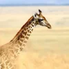 Sale Giraffe in Nationaal Park van Kenia fotobehang Dieren