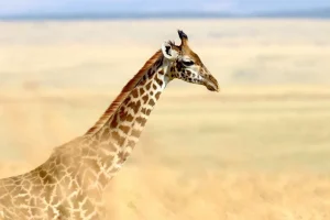Sale Giraffe in Nationaal Park van Kenia fotobehang Dieren