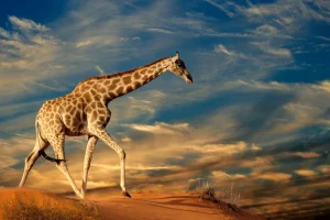 Hot Giraffe in Zuid-Afrika lopend op zand fotobehang Dieren