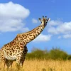 Discount Giraffe met grappige houding fotobehang Dieren