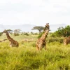 Sale Giraffen in Tanzania fotobehang Dieren