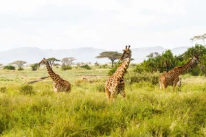 Sale Giraffen in Tanzania fotobehang Dieren