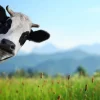Hot Grappige koe met berg op achtergrond fotobehang Dieren