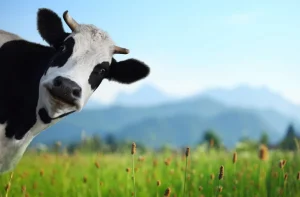 Hot Grappige koe met berg op achtergrond fotobehang Dieren