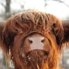 Online Grappige Portretfoto van Hooglander fotobehang Dieren