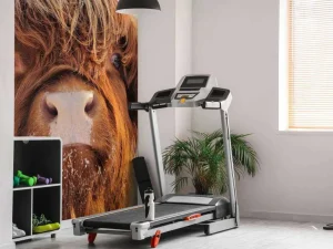 Online Grappige Portretfoto van Hooglander fotobehang Dieren