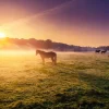 Sale Grazende paarden bij zonsondergang fotobehang Tienerkamer | Kinderkamer