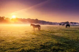 Sale Grazende paarden bij zonsondergang fotobehang Tienerkamer | Kinderkamer