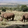 Best Grazende witte neushoorns fotobehang Dieren