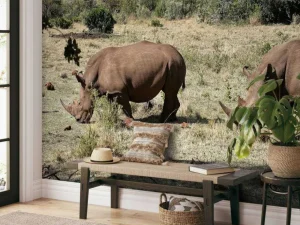 Best Grazende witte neushoorns fotobehang Dieren