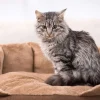Best Grijze kat zit in een mand fotobehang Tienerkamer | Dieren
