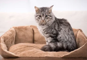 Best Grijze kat zit in een mand fotobehang Tienerkamer | Dieren
