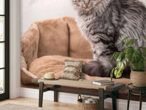Best Grijze kat zit in een mand fotobehang Tienerkamer | Dieren