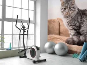 Best Grijze kat zit in een mand fotobehang Tienerkamer | Dieren
