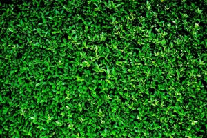 Discount Groene Bladeren Textuur fotobehang Bloemen