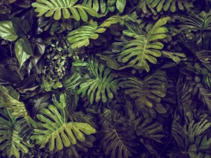 Discount Groene Monstera Bladeren fotobehang Bloemen