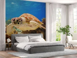 Discount Groene zeeschildpad aan het zwemmen fotobehang Dieren