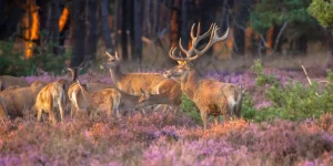 Outlet Groep herten op de Veluwe fotobehang Dieren