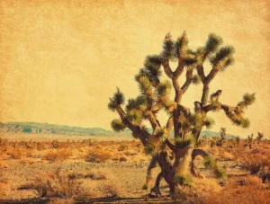 Best Grote cactus in een woestijnlandschap fotobehang Bloemen