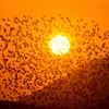 Discount Grote groep vogels bij zonsondergang fotobehang Dieren
