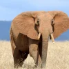 Outlet Grote olifant in hoog gras fotobehang Tienerkamer
