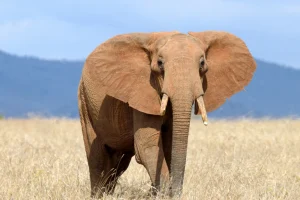 Outlet Grote olifant in hoog gras fotobehang Tienerkamer