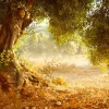 Discount Grote oude olijfboom fotobehang Bloemen