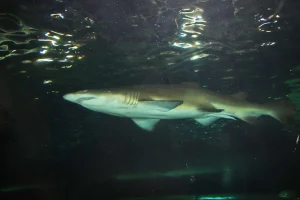 Best Grote witte haai in een aquarium fotobehang Tienerkamer | Dieren
